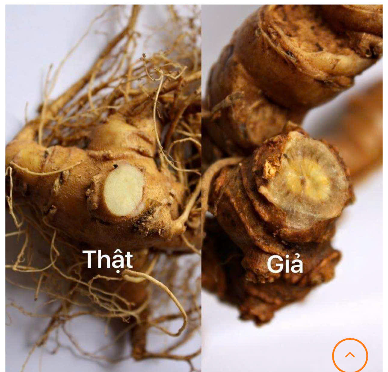 2. Phân biệt Sâm Ngọc Linh thật và giả – 5 dấu hiệu nhận biết chính xác nhất