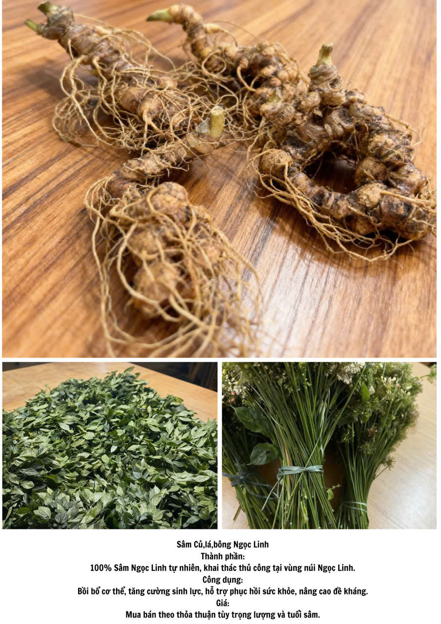 8. Cách bảo quản Sâm Ngọc Linh tươi, khô và dạng chế phẩm