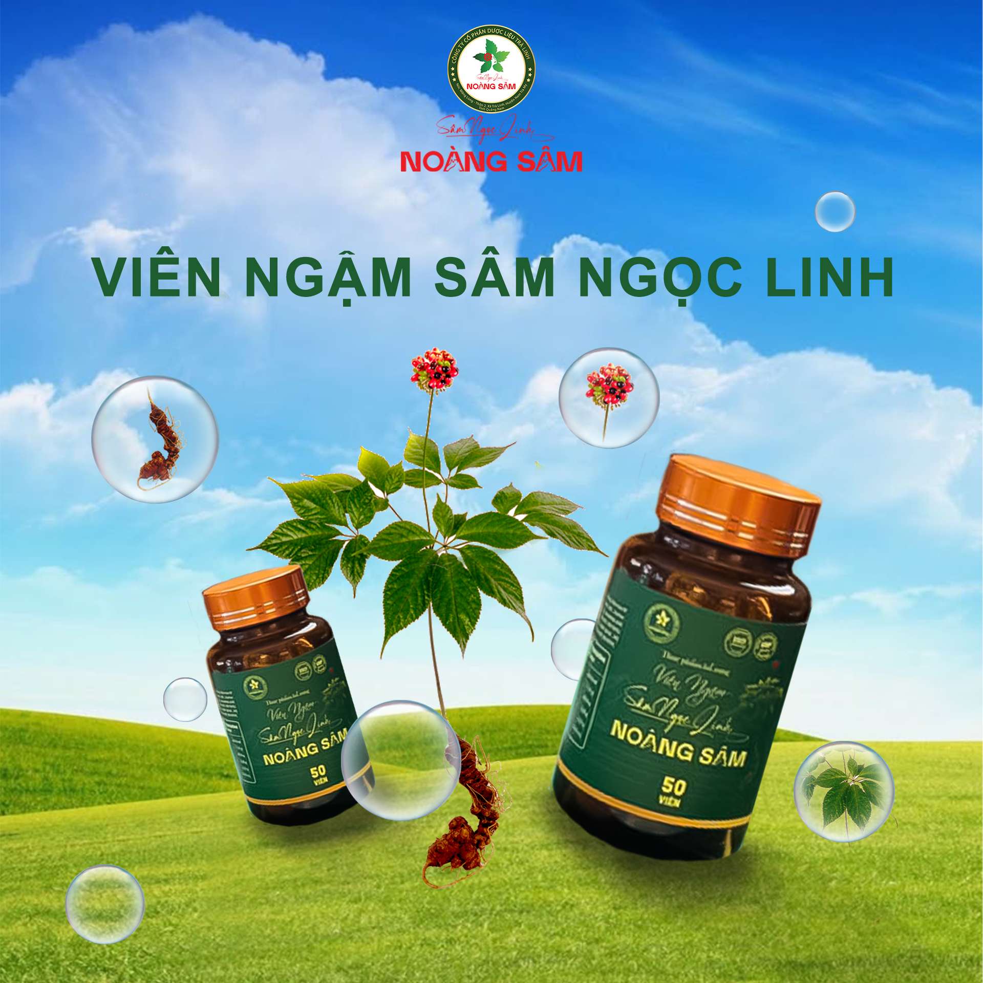 Viên ngậm Noàng Sâm