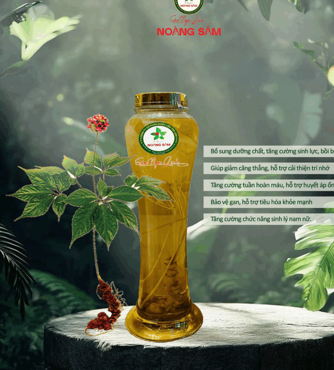 Rượu Nguyên Cây Sâm Ngọc Linh 8 Năm