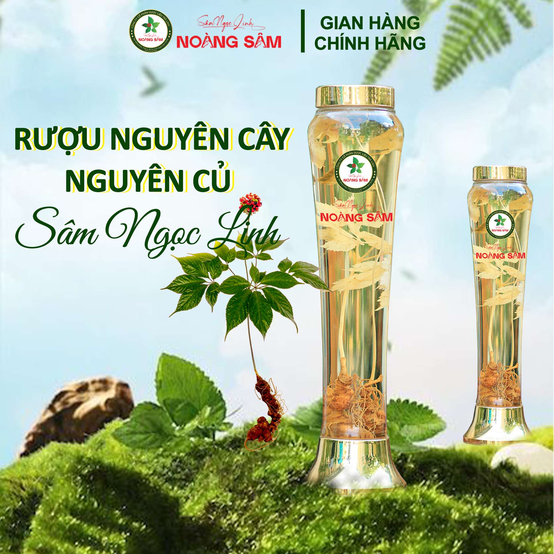 Rượu Nguyên Cây Sâm Ngọc Linh 6 Năm